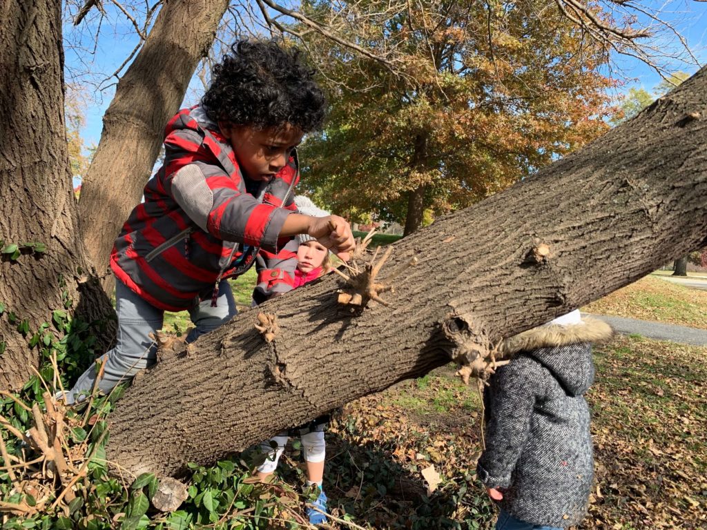 Kid climbing tree.